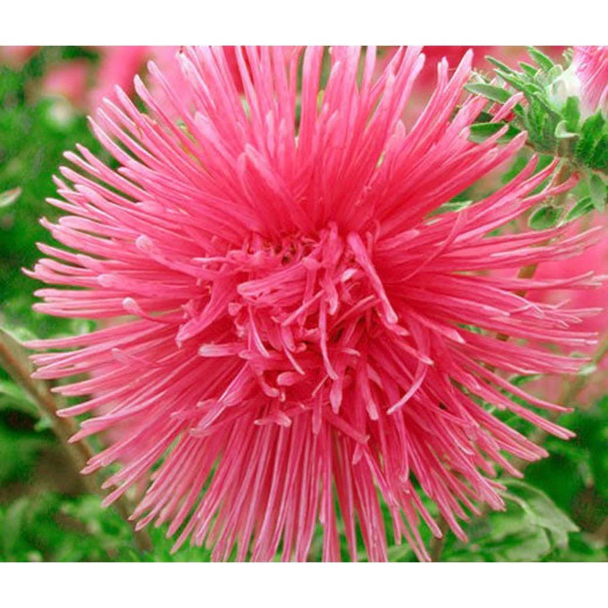 20s | Nova Mix - Aster Seeds (Needle) – Heirloom – Non-GMO – Fall Blooms – Pollinator Friendly – Perennial & Annual – Easy to Grow – Colorful Autumn Flowers – Garden to Table – Cottage Garden#8036