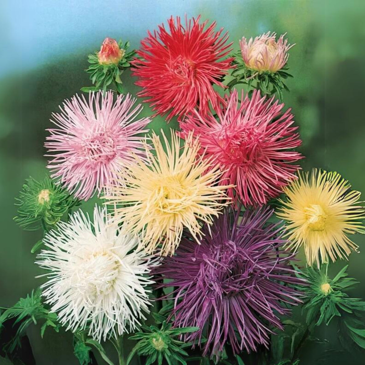 20s | Nova Mix - Aster Seeds (Needle) – Heirloom – Non-GMO – Fall Blooms – Pollinator Friendly – Perennial & Annual – Easy to Grow – Colorful Autumn Flowers – Garden to Table – Cottage Garden#8036
