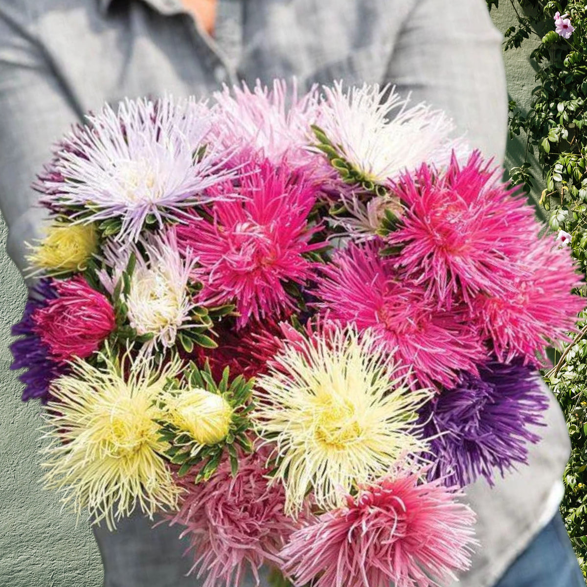 20s | Nova Mix - Aster Seeds (Needle) – Heirloom – Non-GMO – Fall Blooms – Pollinator Friendly – Perennial & Annual – Easy to Grow – Colorful Autumn Flowers – Garden to Table – Cottage Garden#8036