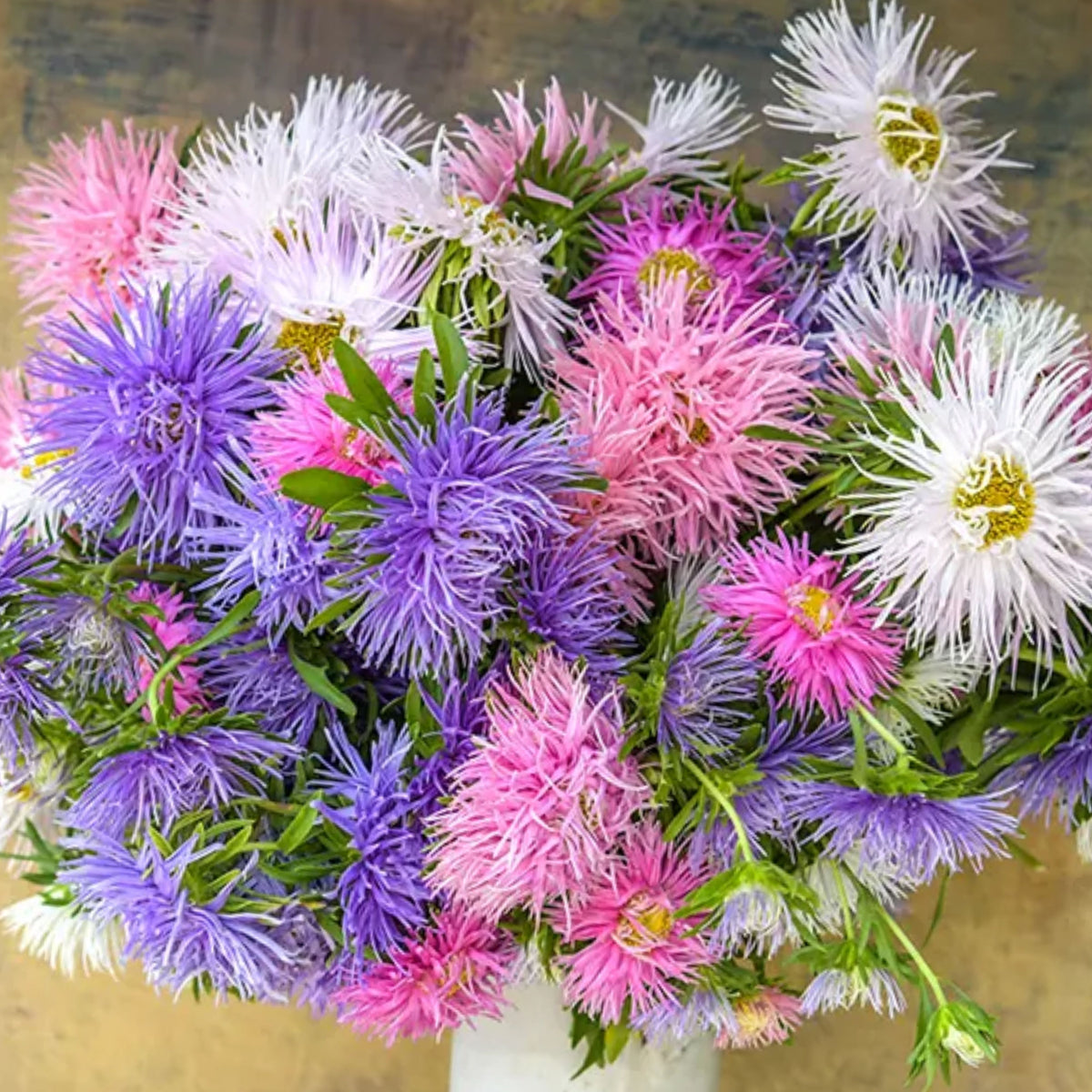20s | Nova Mix - Aster Seeds (Needle) – Heirloom – Non-GMO – Fall Blooms – Pollinator Friendly – Perennial & Annual – Easy to Grow – Colorful Autumn Flowers – Garden to Table – Cottage Garden#8036