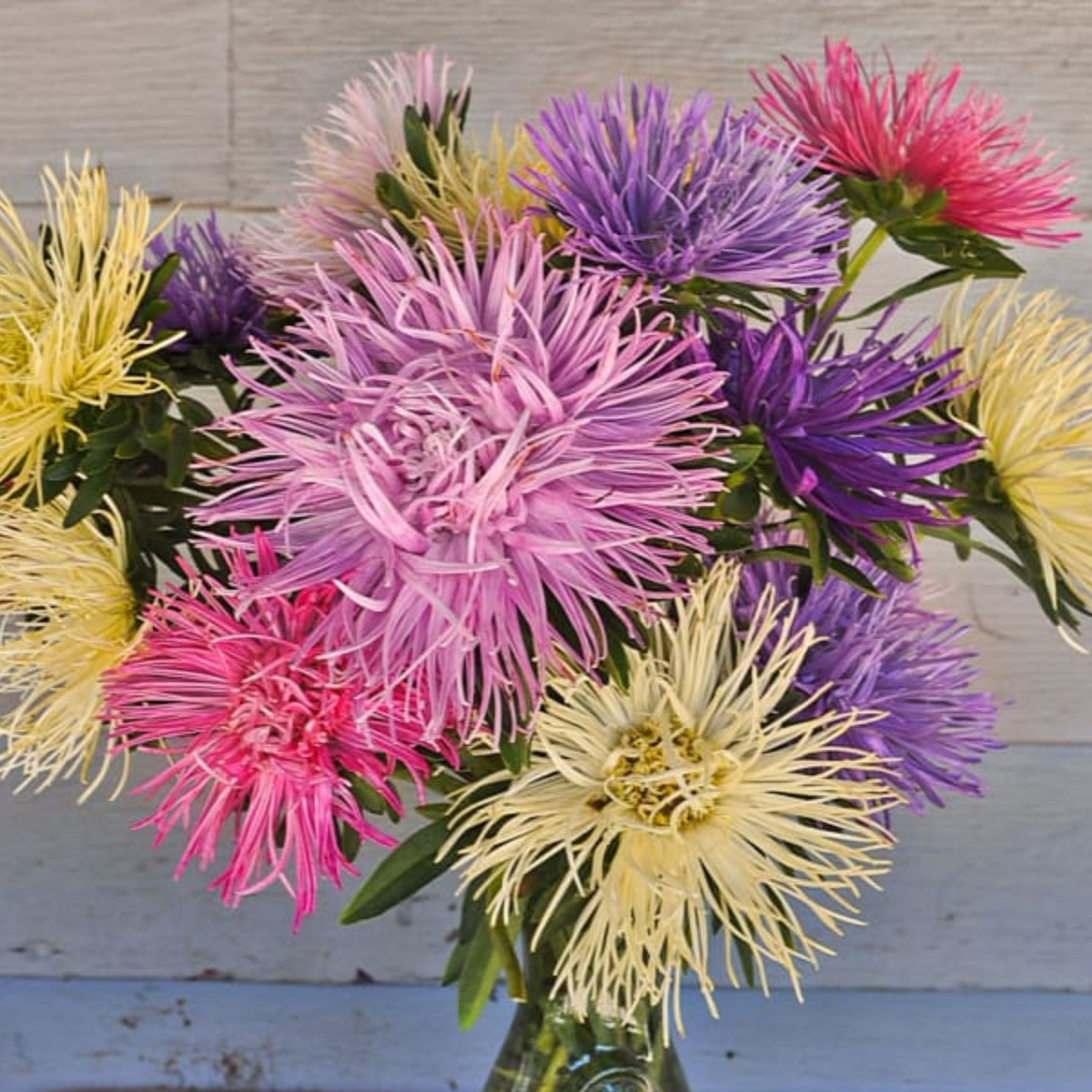 20s | Nova Mix - Aster Seeds (Needle) – Heirloom – Non-GMO – Fall Blooms – Pollinator Friendly – Perennial & Annual – Easy to Grow – Colorful Autumn Flowers – Garden to Table – Cottage Garden#8036