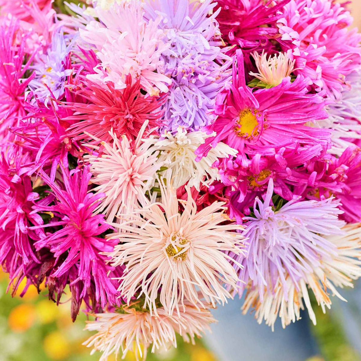 20s | Nova Mix - Aster Seeds (Needle) – Heirloom – Non-GMO – Fall Blooms – Pollinator Friendly – Perennial & Annual – Easy to Grow – Colorful Autumn Flowers – Garden to Table – Cottage Garden#8036
