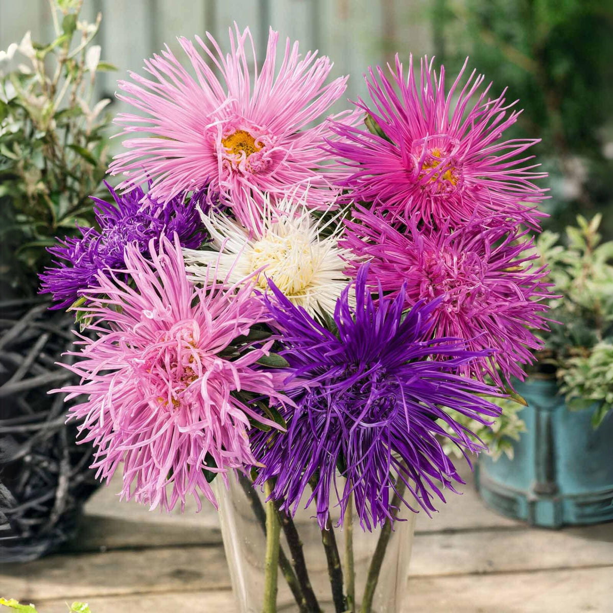 20s | Nova Mix - Aster Seeds (Needle) – Heirloom – Non-GMO – Fall Blooms – Pollinator Friendly – Perennial & Annual – Easy to Grow – Colorful Autumn Flowers – Garden to Table – Cottage Garden#8036