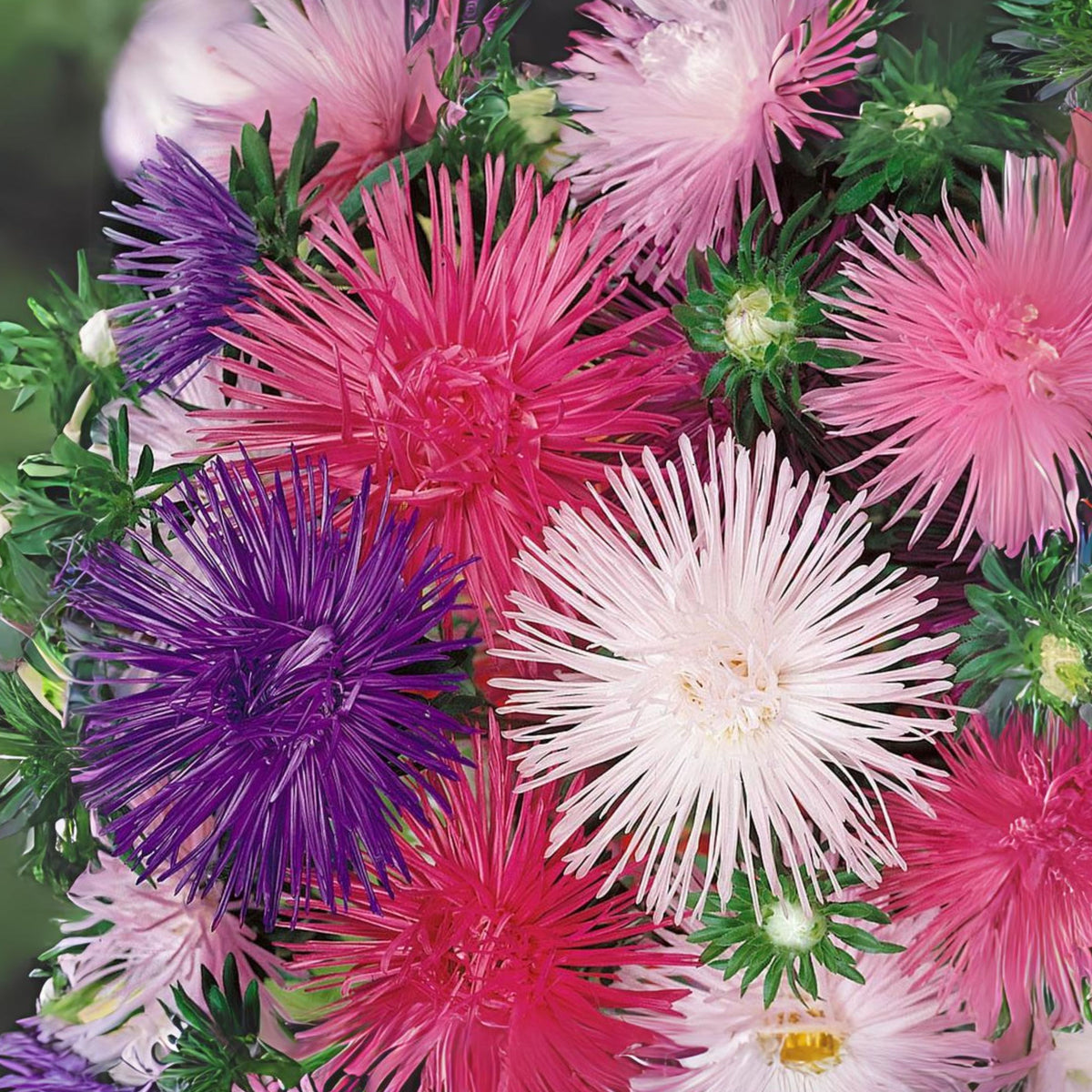 20s | Nova Mix - Aster Seeds (Needle) – Heirloom – Non-GMO – Fall Blooms – Pollinator Friendly – Perennial & Annual – Easy to Grow – Colorful Autumn Flowers – Garden to Table – Cottage Garden#8036