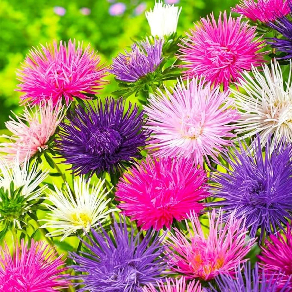 20s | Nova Mix - Aster Seeds (Needle) – Heirloom – Non-GMO – Fall Blooms – Pollinator Friendly – Perennial & Annual – Easy to Grow – Colorful Autumn Flowers – Garden to Table – Cottage Garden#8036