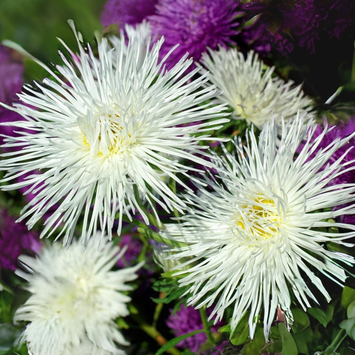 20s | Nova Mix - Aster Seeds (Needle) – Heirloom – Non-GMO – Fall Blooms – Pollinator Friendly – Perennial & Annual – Easy to Grow – Colorful Autumn Flowers – Garden to Table – Cottage Garden#8036