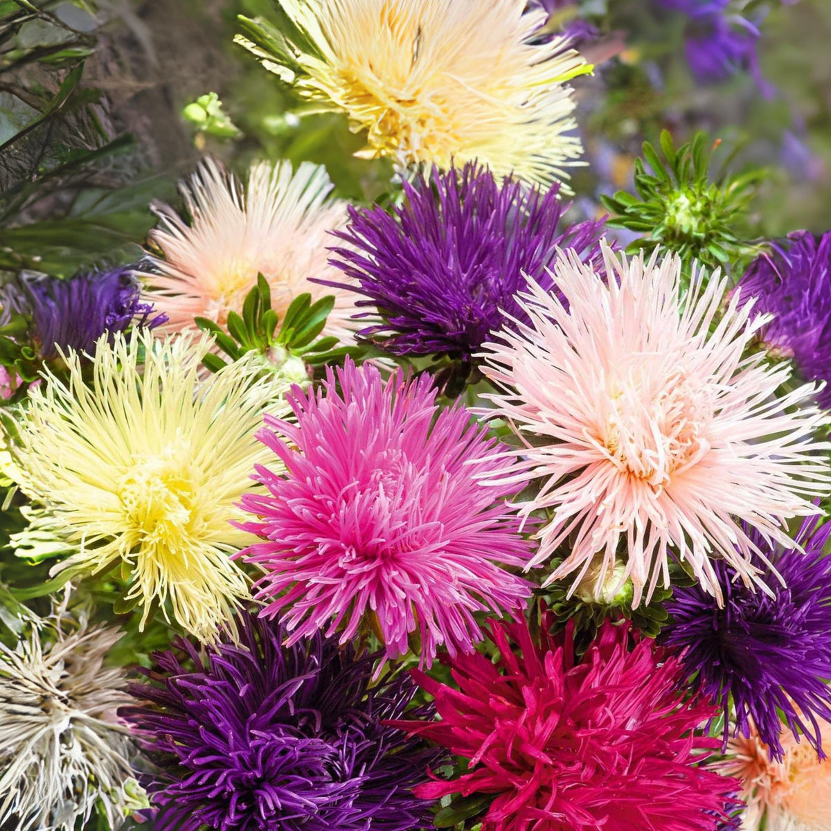 20s | Nova Mix - Aster Seeds (Needle) – Heirloom – Non-GMO – Fall Blooms – Pollinator Friendly – Perennial & Annual – Easy to Grow – Colorful Autumn Flowers – Garden to Table – Cottage Garden#8036