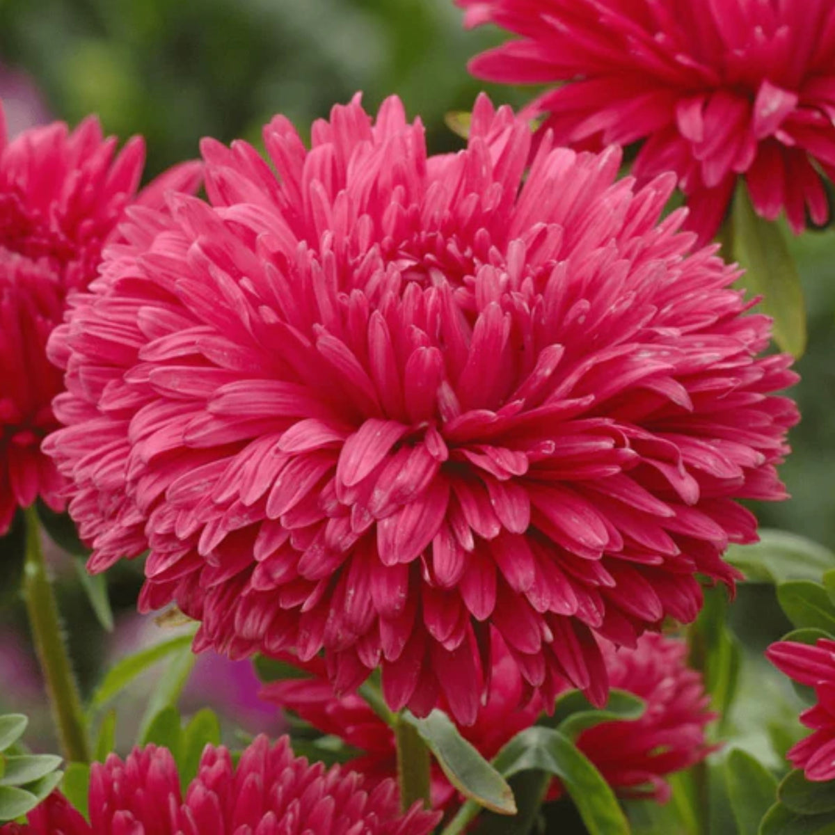20s | Gremlin Double Aster Seeds - China Aster - Authentic - Open-Pollinated - Heirloom - Mix Seeds to Plant - #8037
