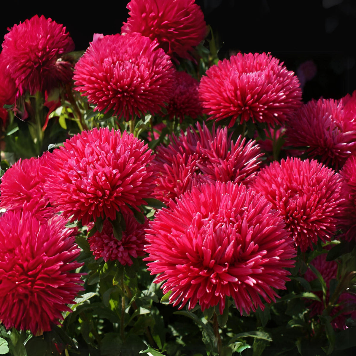20s | Gremlin Double Aster Seeds - China Aster - Authentic - Open-Pollinated - Heirloom - Mix Seeds to Plant - #8037