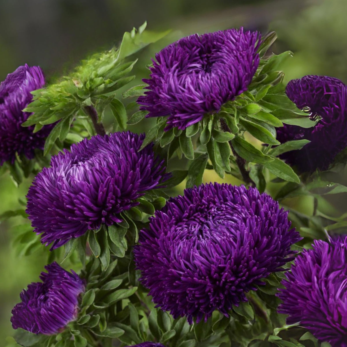 20s | Gremlin Double Aster Seeds - China Aster - Authentic - Open-Pollinated - Heirloom - Mix Seeds to Plant - #8037