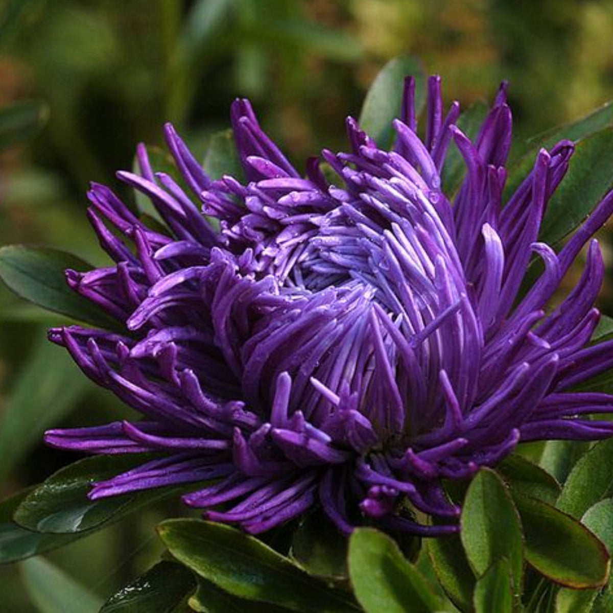 20s | Gremlin Double Aster Seeds - China Aster - Authentic - Open-Pollinated - Heirloom - Mix Seeds to Plant - #8037