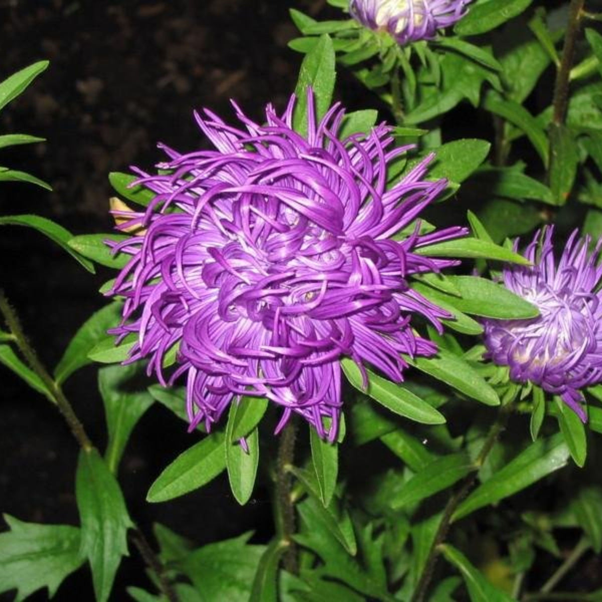 20s | Gremlin Double Aster Seeds - China Aster - Authentic - Open-Pollinated - Heirloom - Mix Seeds to Plant - #8037