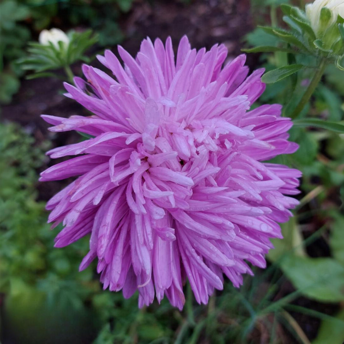 20s | Gremlin Double Aster Seeds - China Aster - Authentic - Open-Pollinated - Heirloom - Mix Seeds to Plant - #8037