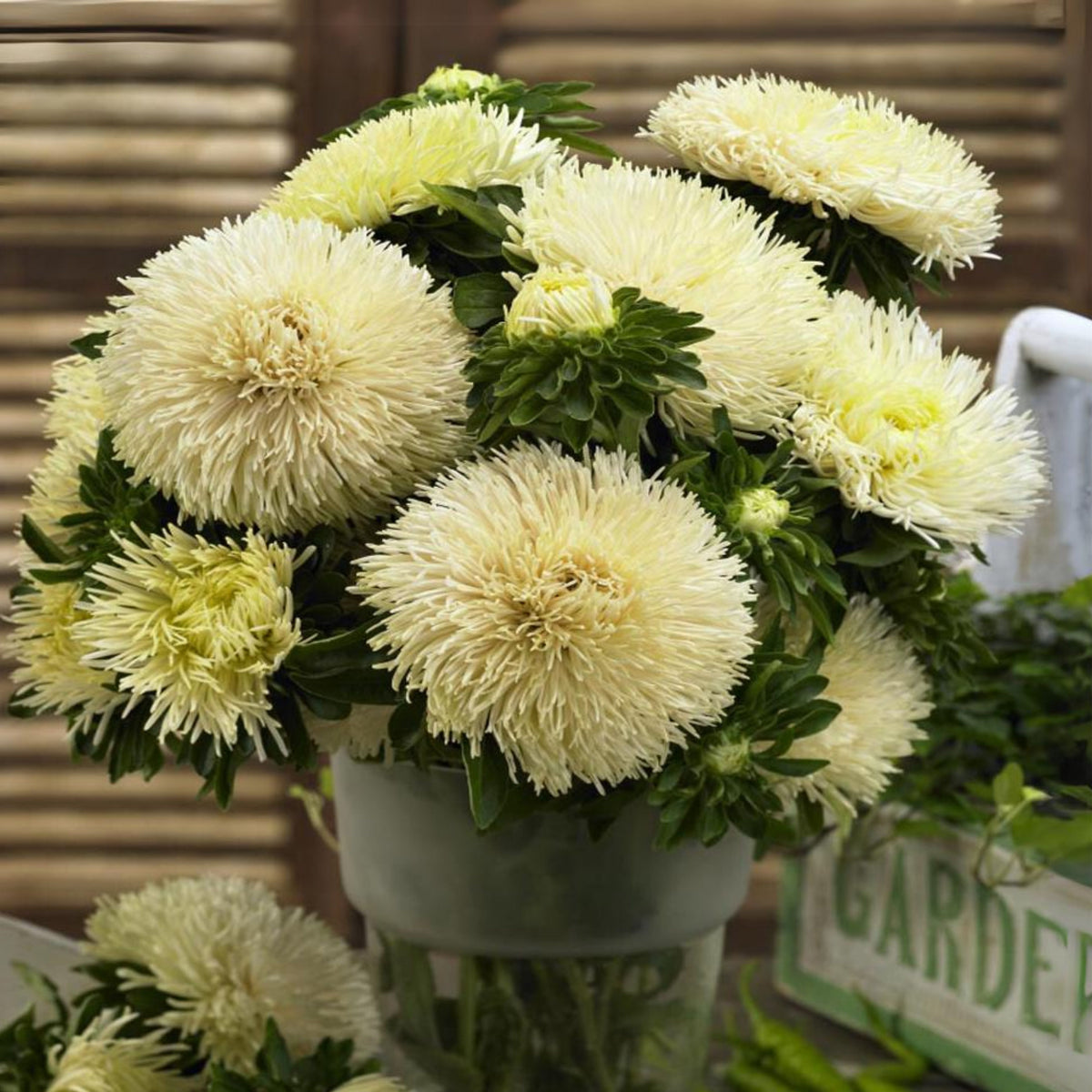 20s | Gremlin Double Aster Seeds - China Aster - Authentic - Open-Pollinated - Heirloom - Mix Seeds to Plant - #8037