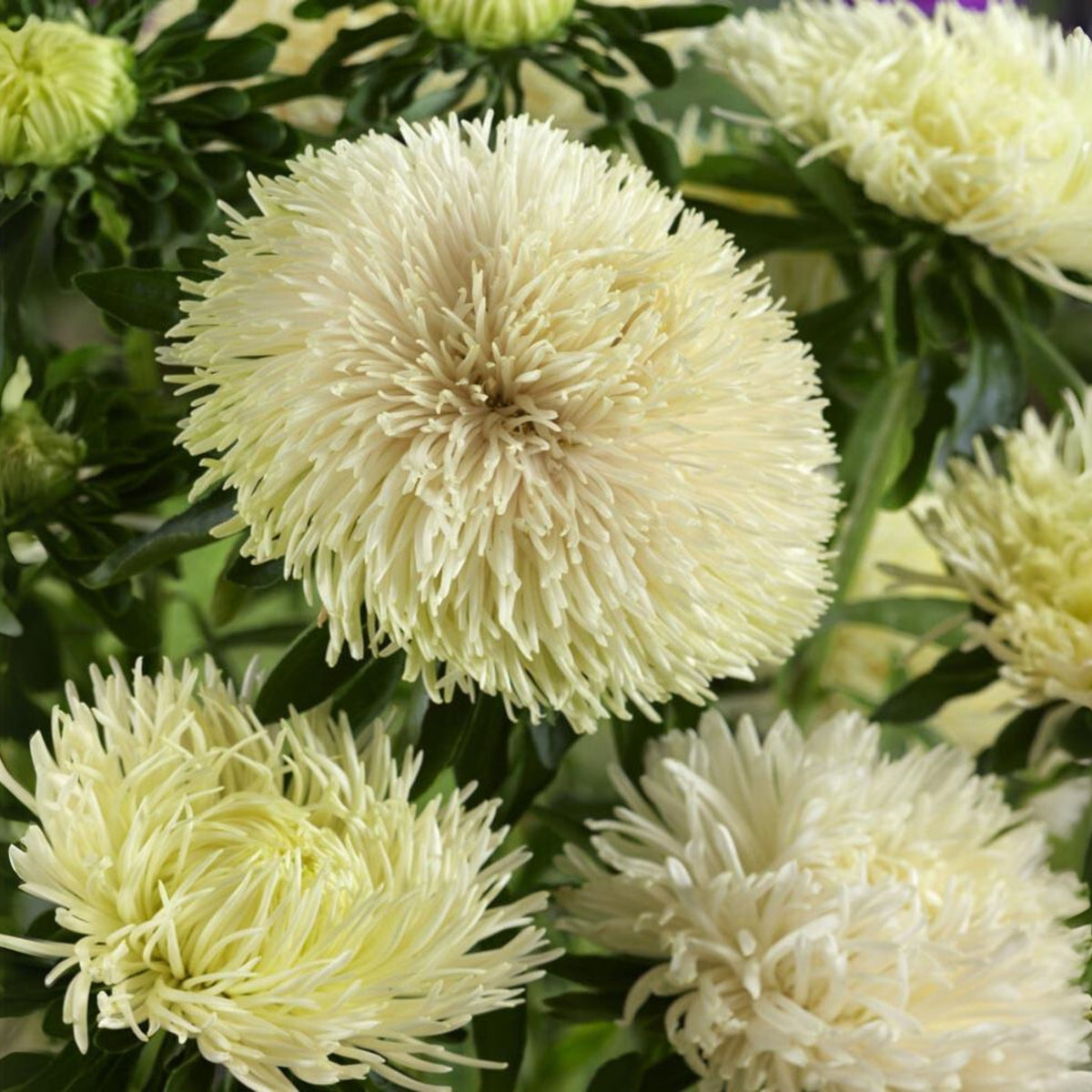 20s | Gremlin Double Aster Seeds - China Aster - Authentic - Open-Pollinated - Heirloom - Mix Seeds to Plant - #8037