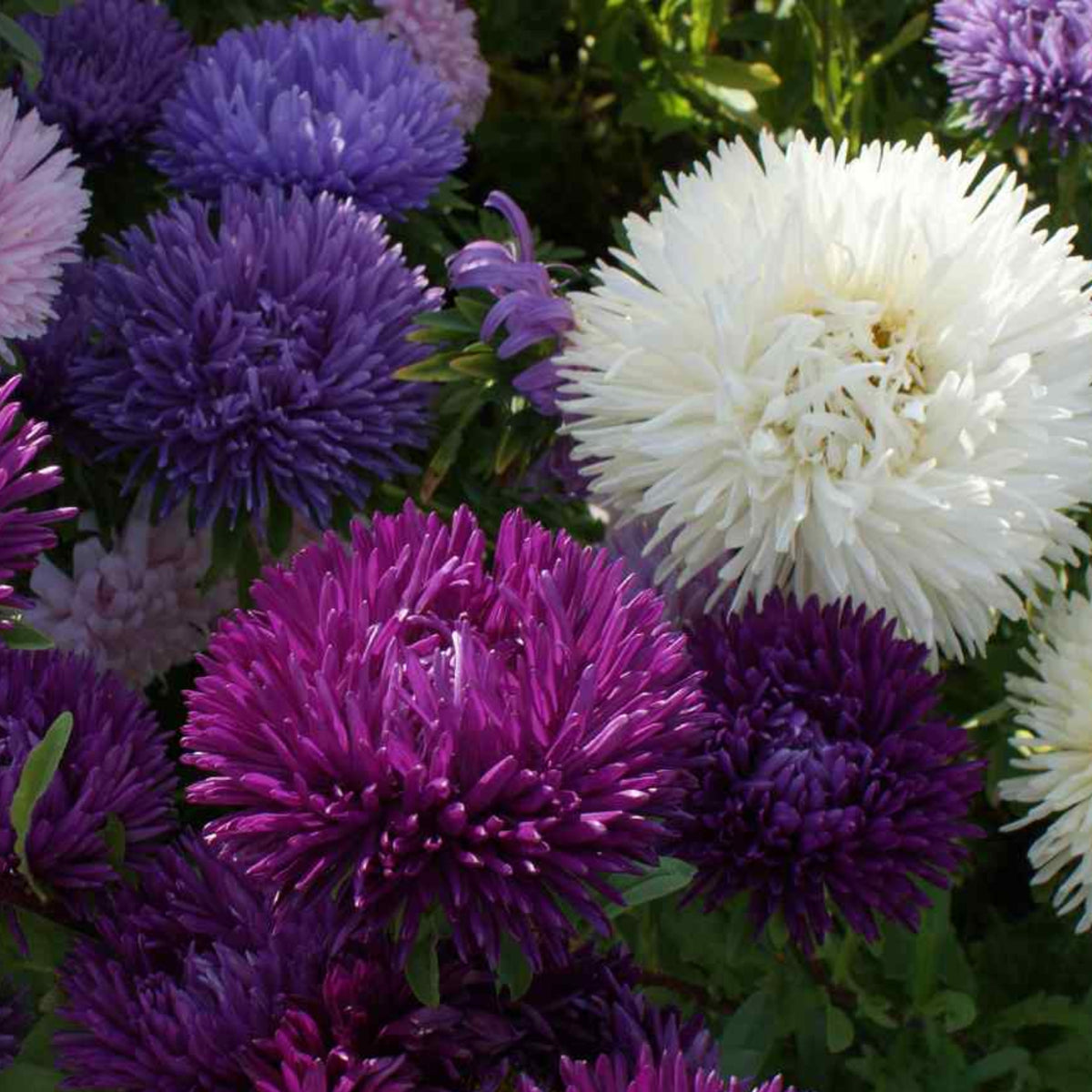 20s | Gremlin Double Aster Seeds - China Aster - Authentic - Open-Pollinated - Heirloom - Mix Seeds to Plant - #8037
