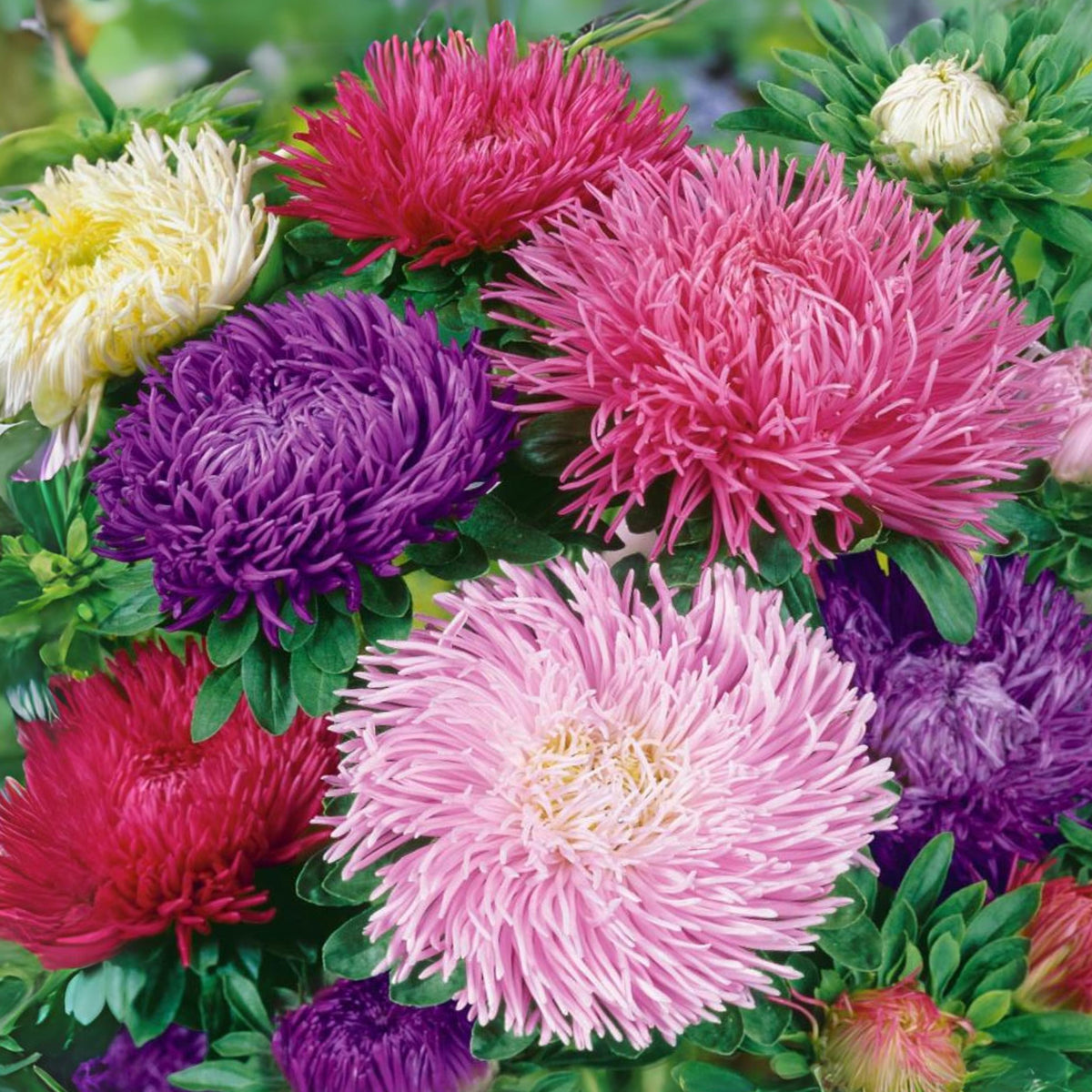 20s | Gremlin Double Aster Seeds - China Aster - Authentic - Open-Pollinated - Heirloom - Mix Seeds to Plant - #8037