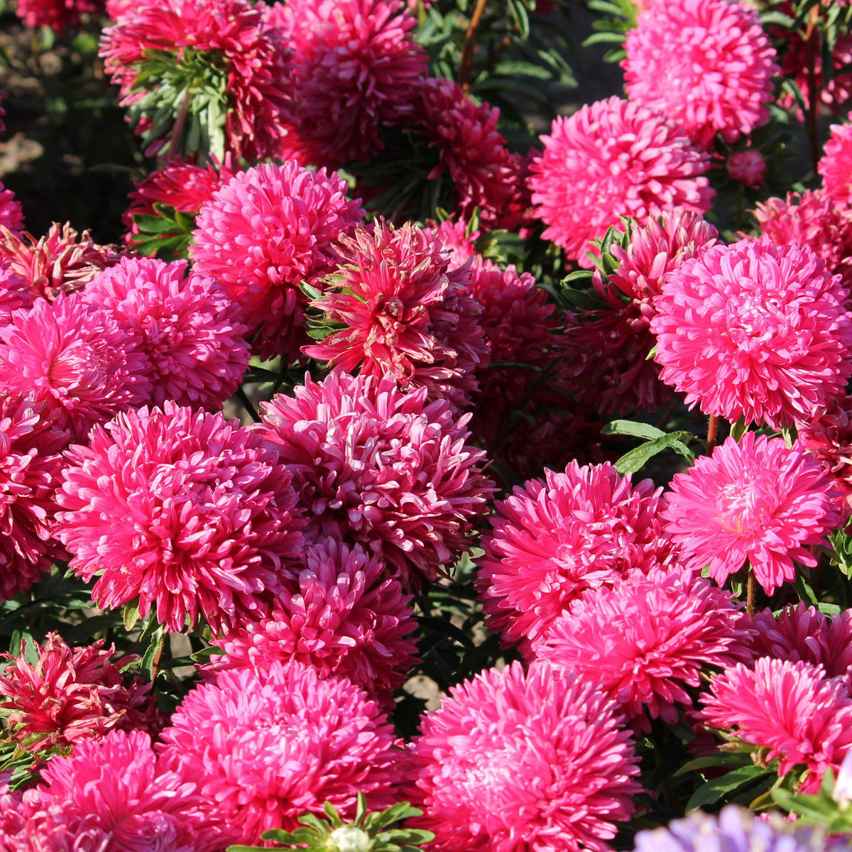 20s | Gremlin Double Aster Seeds - China Aster - Authentic - Open-Pollinated - Heirloom - Mix Seeds to Plant - #8037