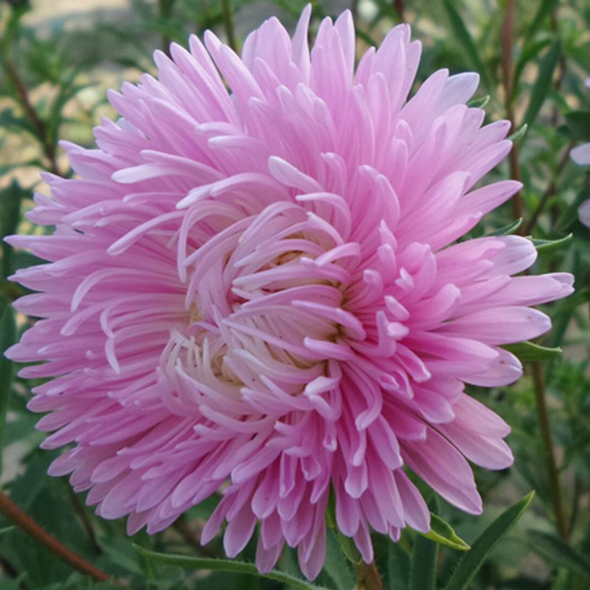 20s | Gremlin Double Aster Seeds - China Aster - Authentic - Open-Pollinated - Heirloom - Mix Seeds to Plant - #8037