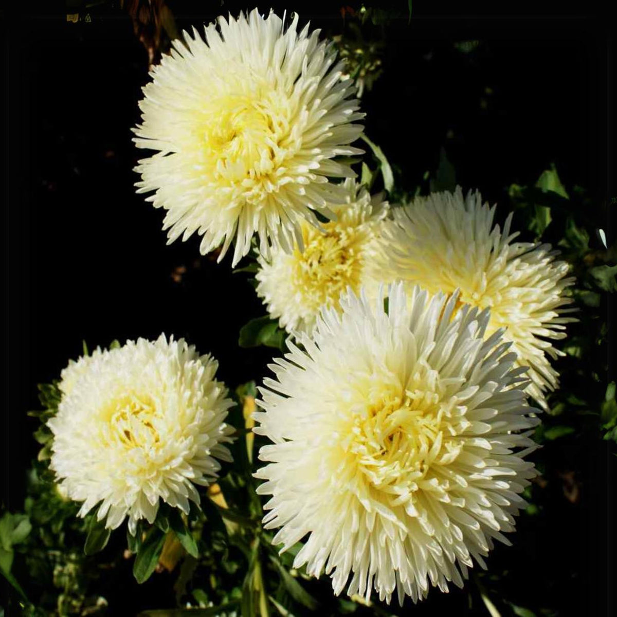 20s | Gremlin Double Aster Seeds - China Aster - Authentic - Open-Pollinated - Heirloom - Mix Seeds to Plant - #8037