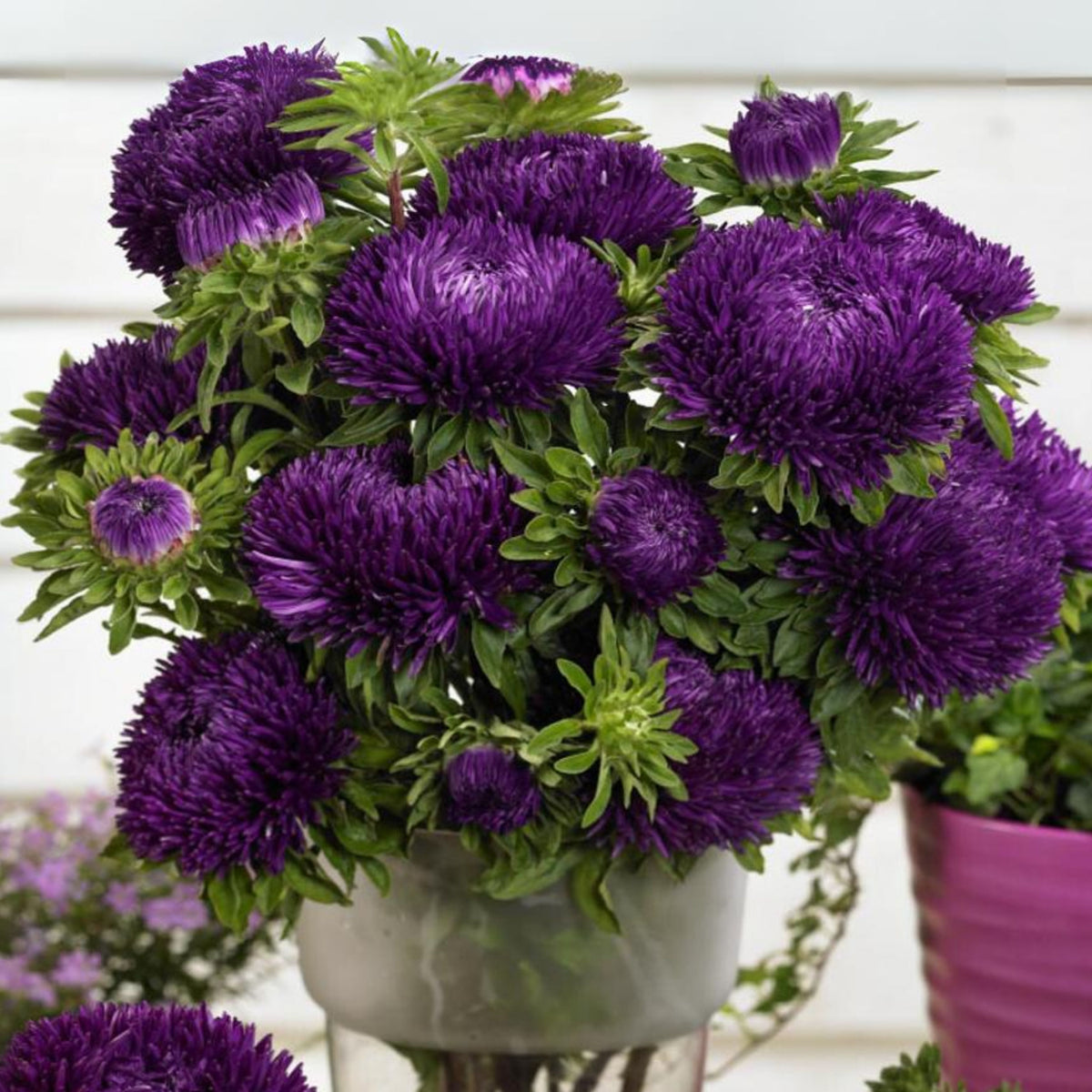 20s | Gremlin Double Aster Seeds - China Aster - Authentic - Open-Pollinated - Heirloom - Mix Seeds to Plant - #8037