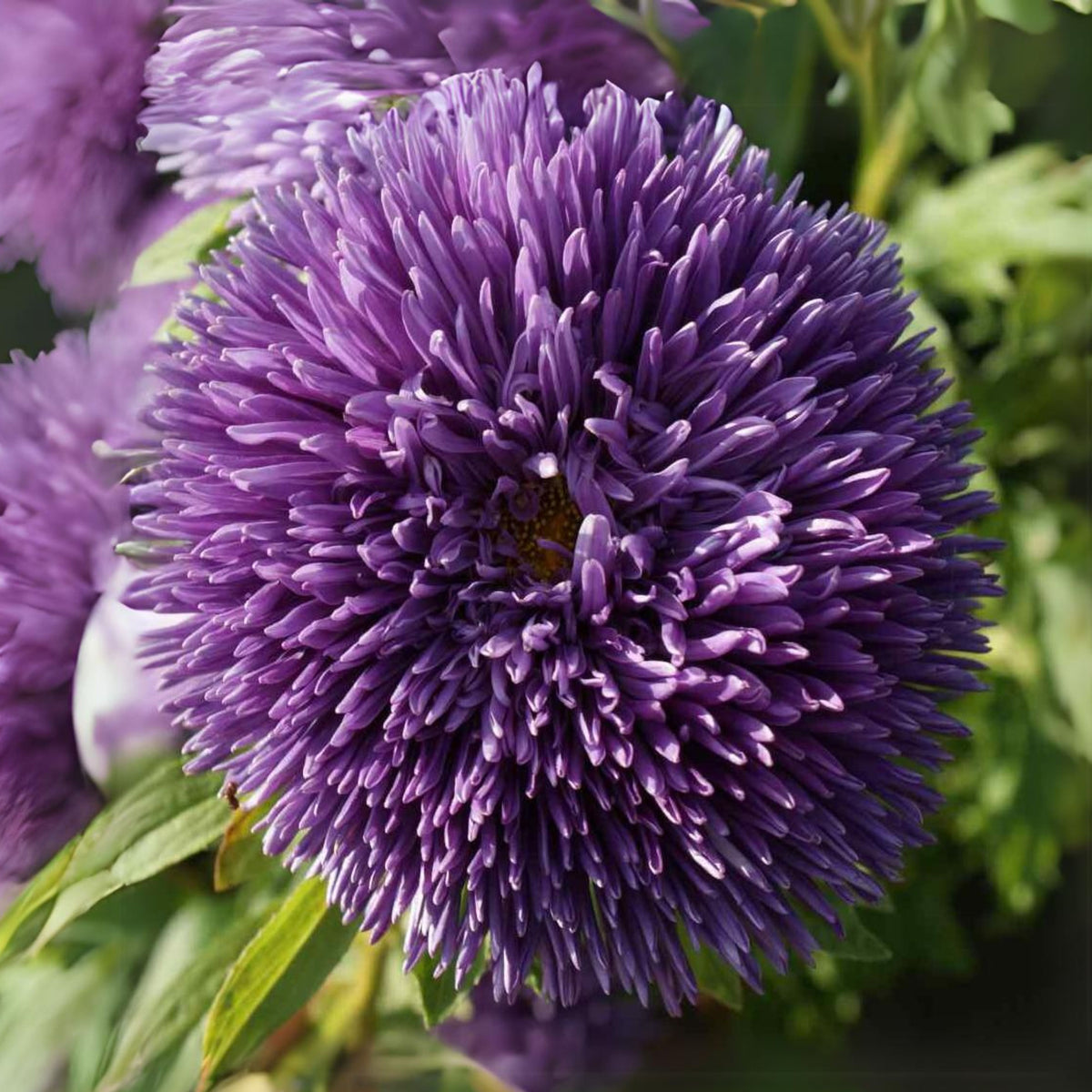 20s | Gremlin Double Aster Seeds - China Aster - Authentic - Open-Pollinated - Heirloom - Mix Seeds to Plant - #8037