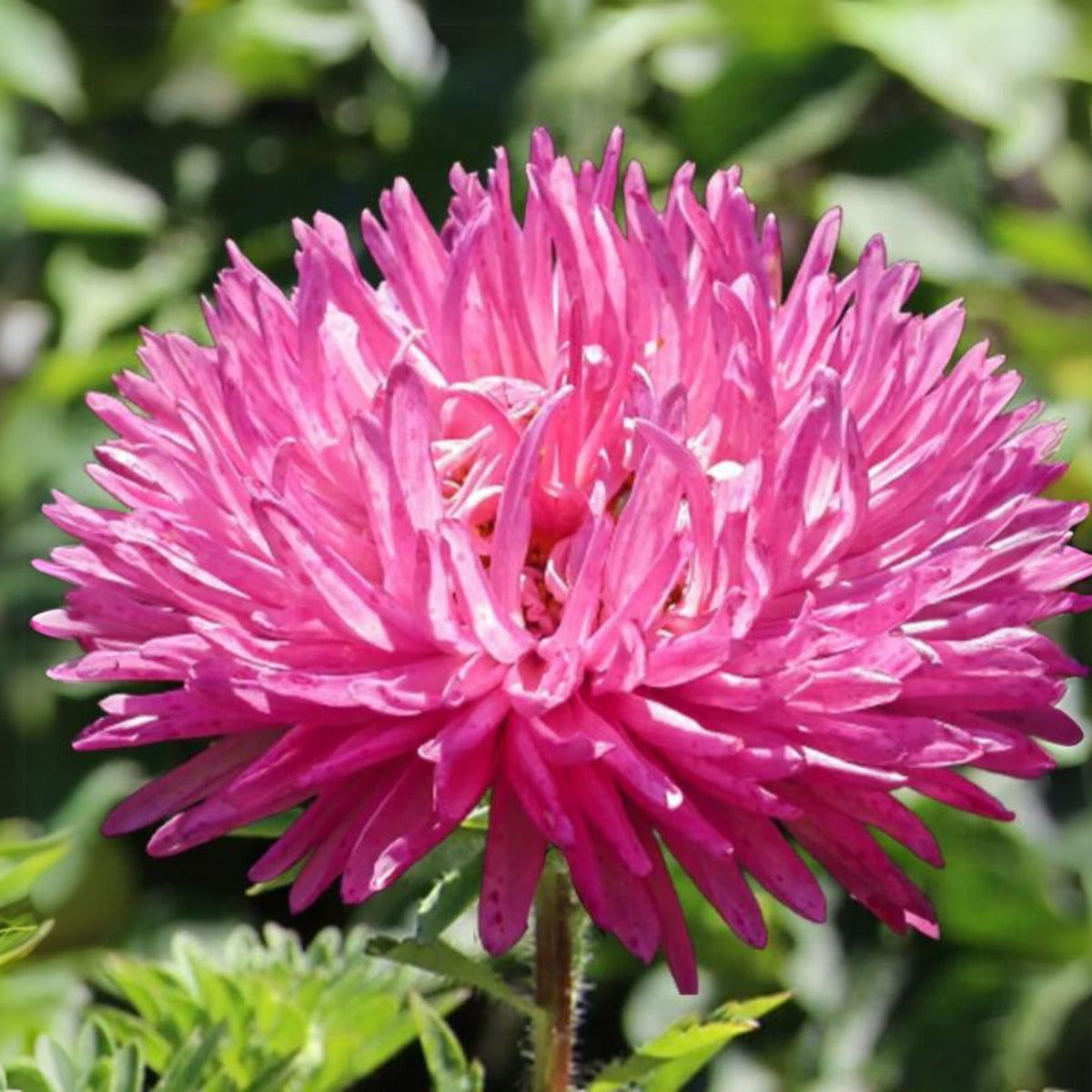 20s | Gremlin Double Aster Seeds - China Aster - Authentic - Open-Pollinated - Heirloom - Mix Seeds to Plant - #8037