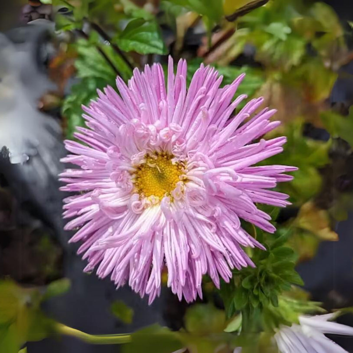 20s | Gremlin Double Aster Seeds - China Aster - Authentic - Open-Pollinated - Heirloom - Mix Seeds to Plant - #8037