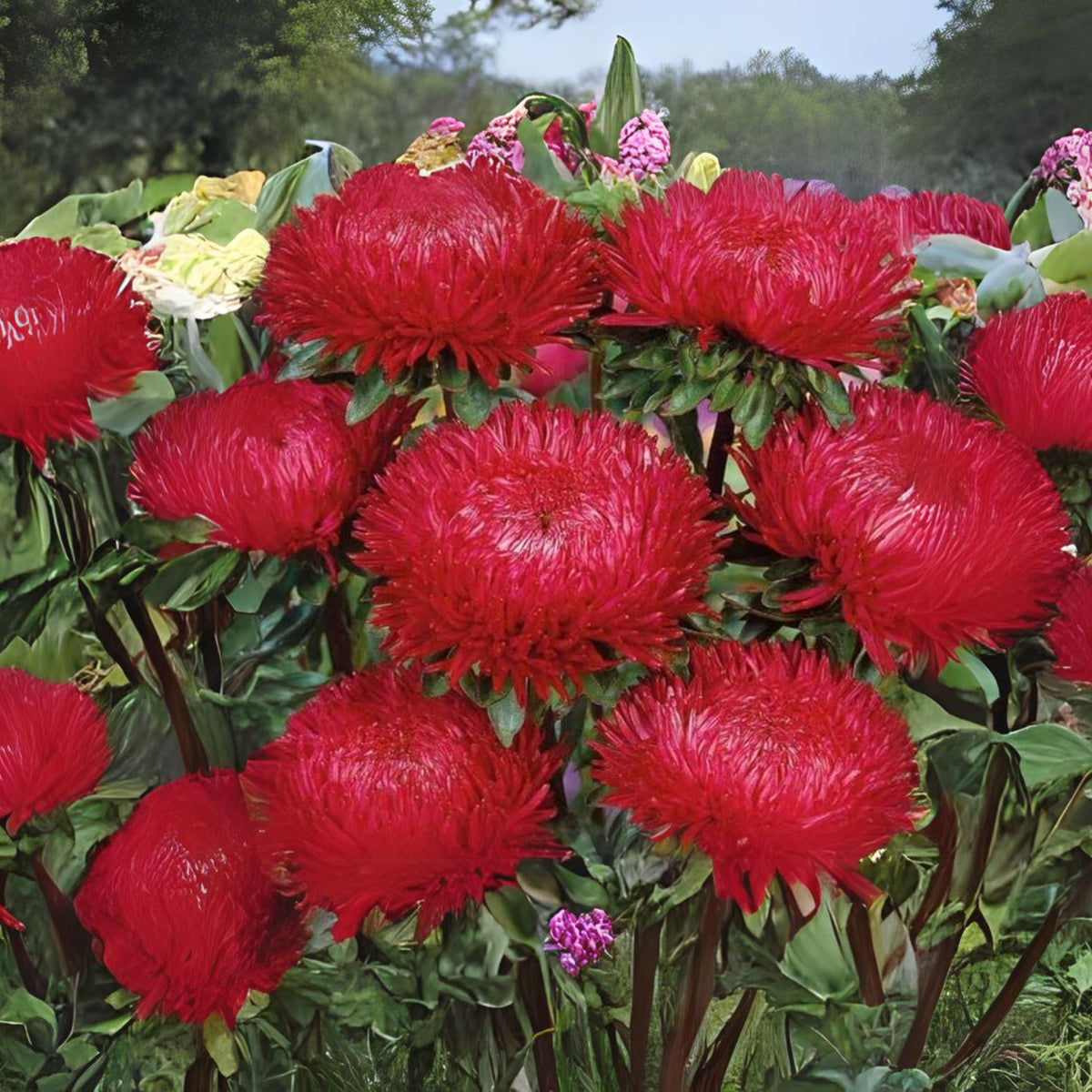 20s | Gremlin Double Aster Seeds - China Aster - Authentic - Open-Pollinated - Heirloom - Mix Seeds to Plant - #8037
