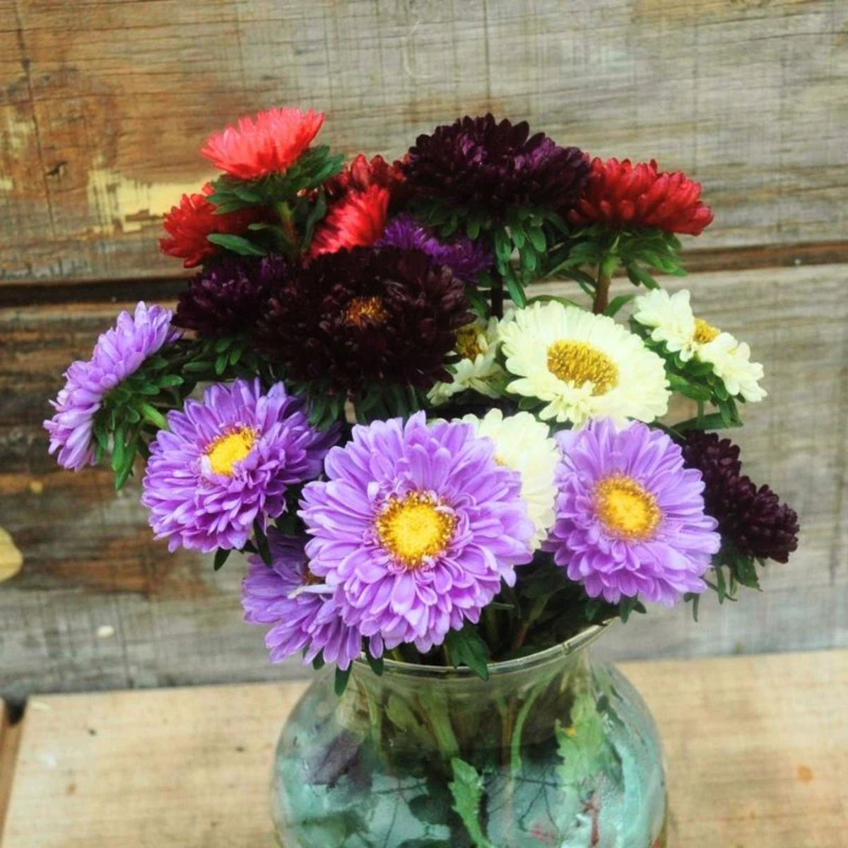 Aster Seeds (Dwarf) - Colour Carpet Mix Aster Seeds, 20 seeds