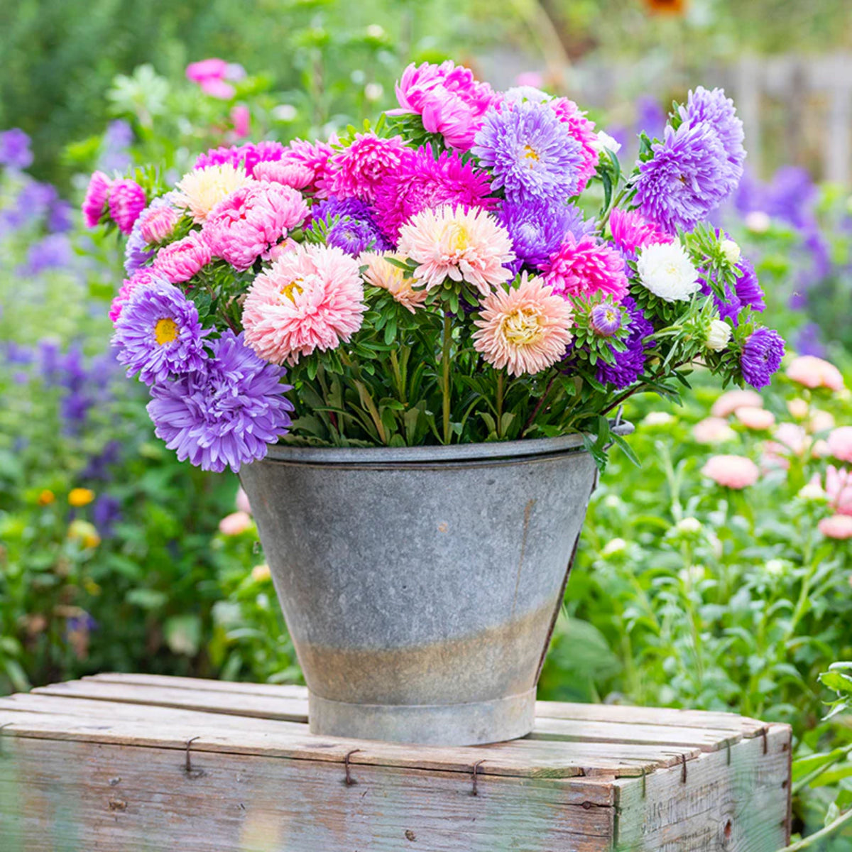 Aster Seeds (Dwarf) - Colour Carpet Mix Aster Seeds, 20 seeds