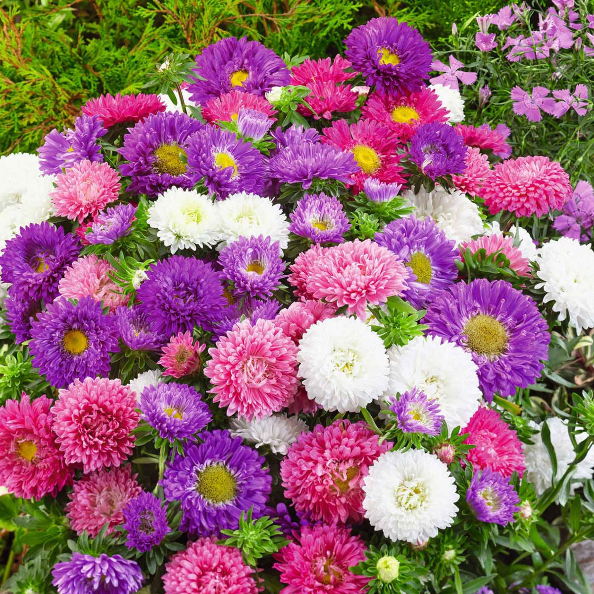 20s | Aster Seeds (Dwarf) - Colour Carpet Mix Aster Seeds - China Aster– Heirloom, Non-GMO, Colorful Autumn Blooms, Easy to Grow, Perennial or Annual, Perfect for Fall Gardens, Pollinator-Friendly, Border Plants, Cut Flowers, and Cottage Gardens#8038