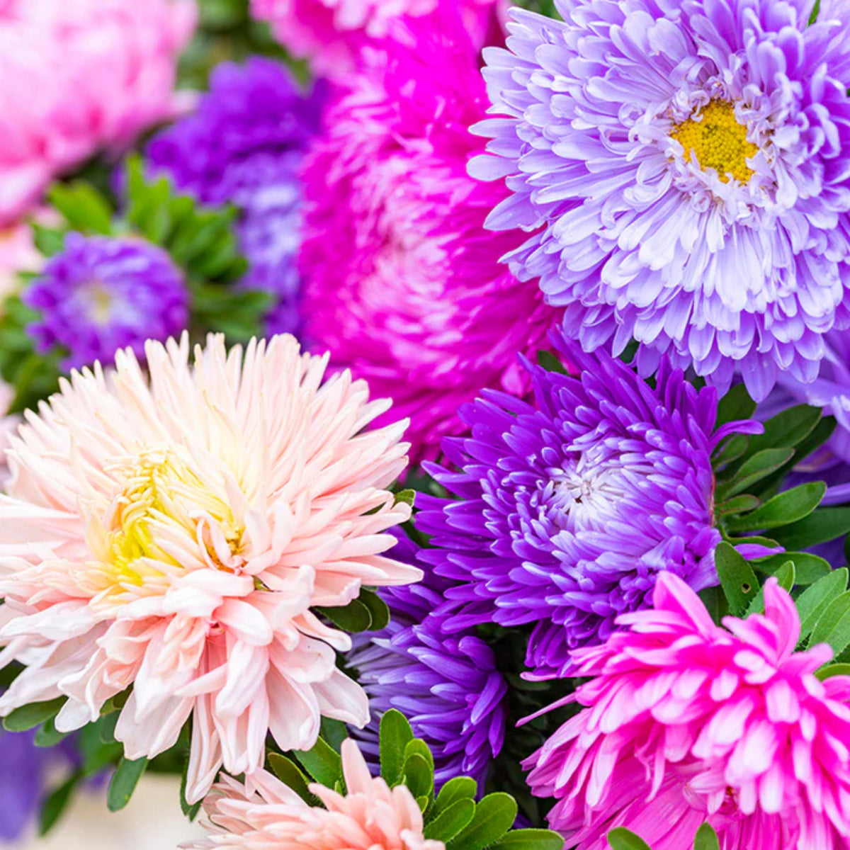 20s | Aster Seeds (Dwarf) - Colour Carpet Mix Aster Seeds - China Aster– Heirloom, Non-GMO, Colorful Autumn Blooms, Easy to Grow, Perennial or Annual, Perfect for Fall Gardens, Pollinator-Friendly, Border Plants, Cut Flowers, and Cottage Gardens#8038