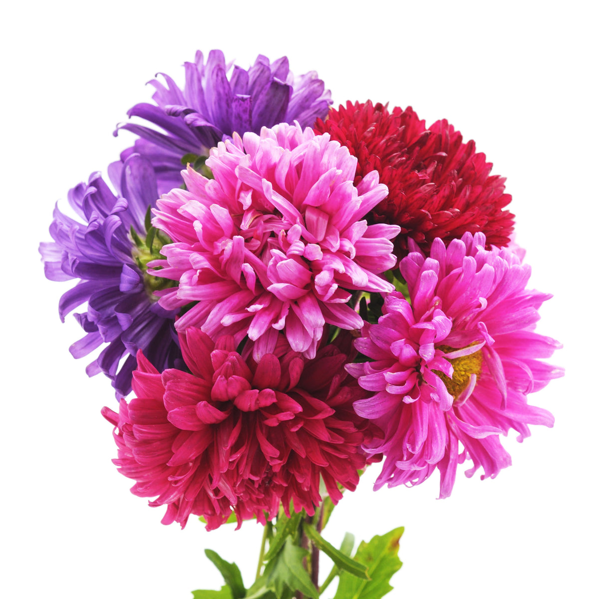Aster Seeds (Dwarf) - Colour Carpet Mix Aster Seeds, 20 seeds