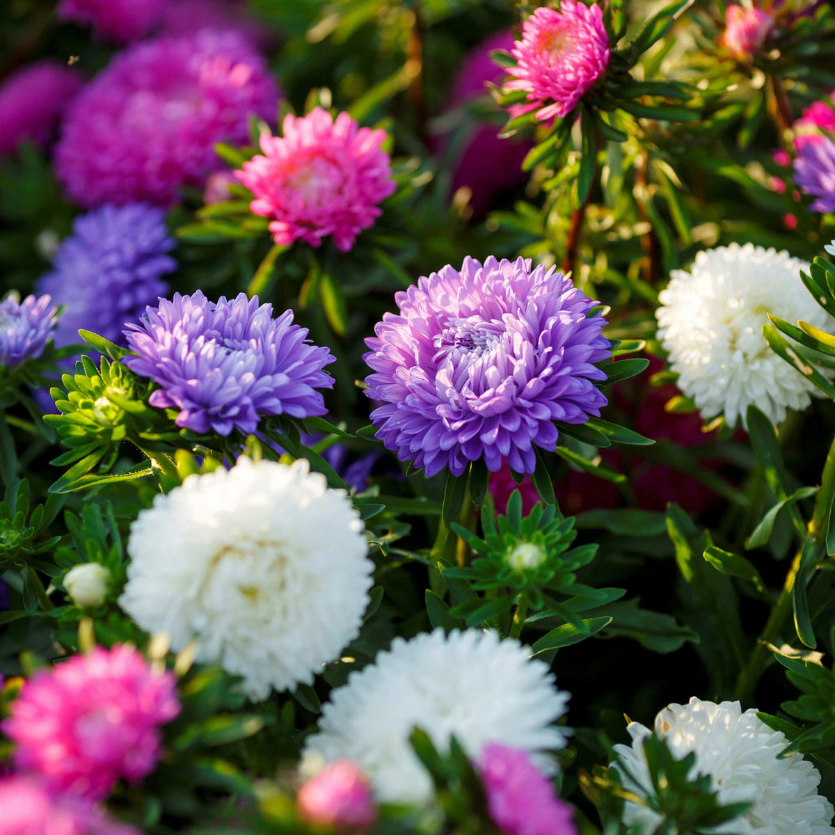 20s | Aster Seeds (Dwarf) - Colour Carpet Mix Aster Seeds - China Aster– Heirloom, Non-GMO, Colorful Autumn Blooms, Easy to Grow, Perennial or Annual, Perfect for Fall Gardens, Pollinator-Friendly, Border Plants, Cut Flowers, and Cottage Gardens#8038