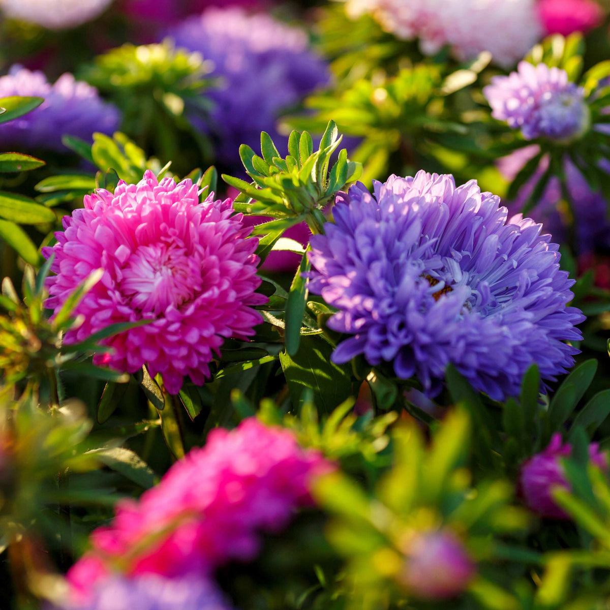 Aster Seeds (Dwarf) - Colour Carpet Mix Aster Seeds, 20 seeds