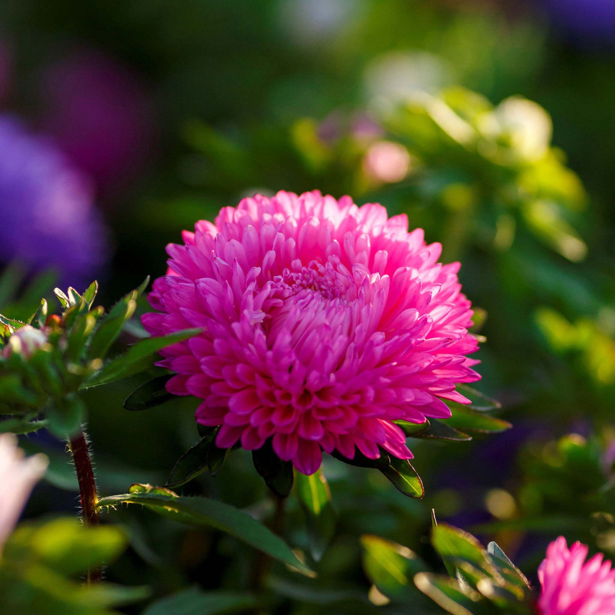 20s | Aster Seeds (Dwarf) - Colour Carpet Mix Aster Seeds - China Aster– Heirloom, Non-GMO, Colorful Autumn Blooms, Easy to Grow, Perennial or Annual, Perfect for Fall Gardens, Pollinator-Friendly, Border Plants, Cut Flowers, and Cottage Gardens#8038