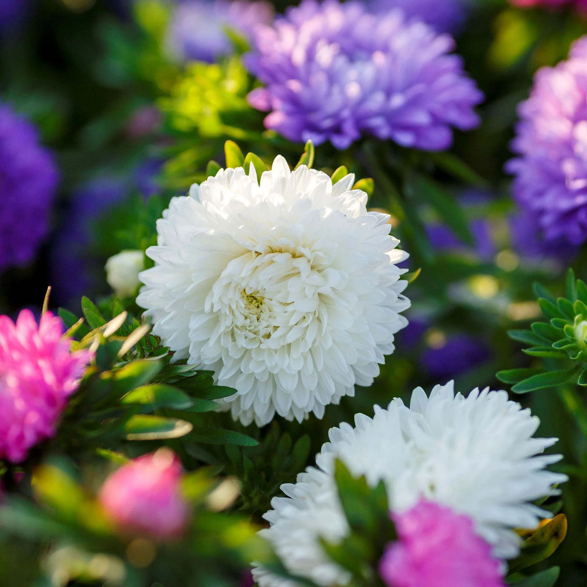 20s | Aster Seeds (Dwarf) - Colour Carpet Mix Aster Seeds - China Aster– Heirloom, Non-GMO, Colorful Autumn Blooms, Easy to Grow, Perennial or Annual, Perfect for Fall Gardens, Pollinator-Friendly, Border Plants, Cut Flowers, and Cottage Gardens#8038