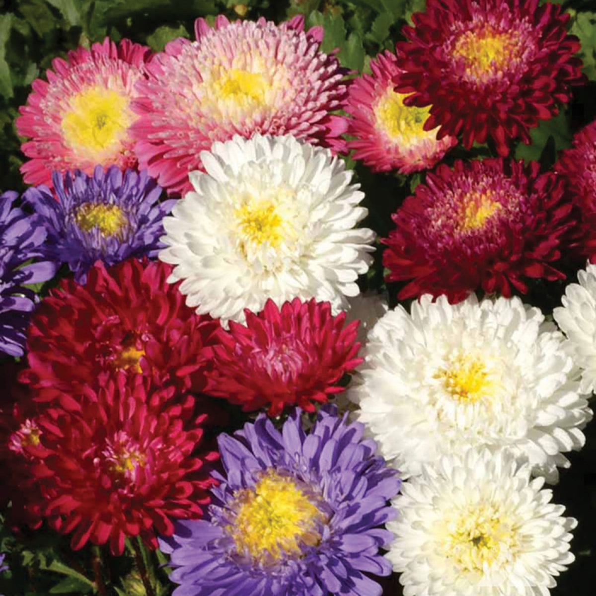 20s | Aster Seeds (Dwarf) - Colour Carpet Mix Aster Seeds - China Aster– Heirloom, Non-GMO, Colorful Autumn Blooms, Easy to Grow, Perennial or Annual, Perfect for Fall Gardens, Pollinator-Friendly, Border Plants, Cut Flowers, and Cottage Gardens#8038