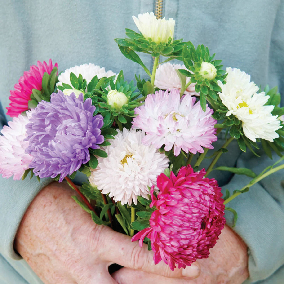 20s | Aster Seeds (Dwarf) - Colour Carpet Mix Aster Seeds - China Aster– Heirloom, Non-GMO, Colorful Autumn Blooms, Easy to Grow, Perennial or Annual, Perfect for Fall Gardens, Pollinator-Friendly, Border Plants, Cut Flowers, and Cottage Gardens#8038