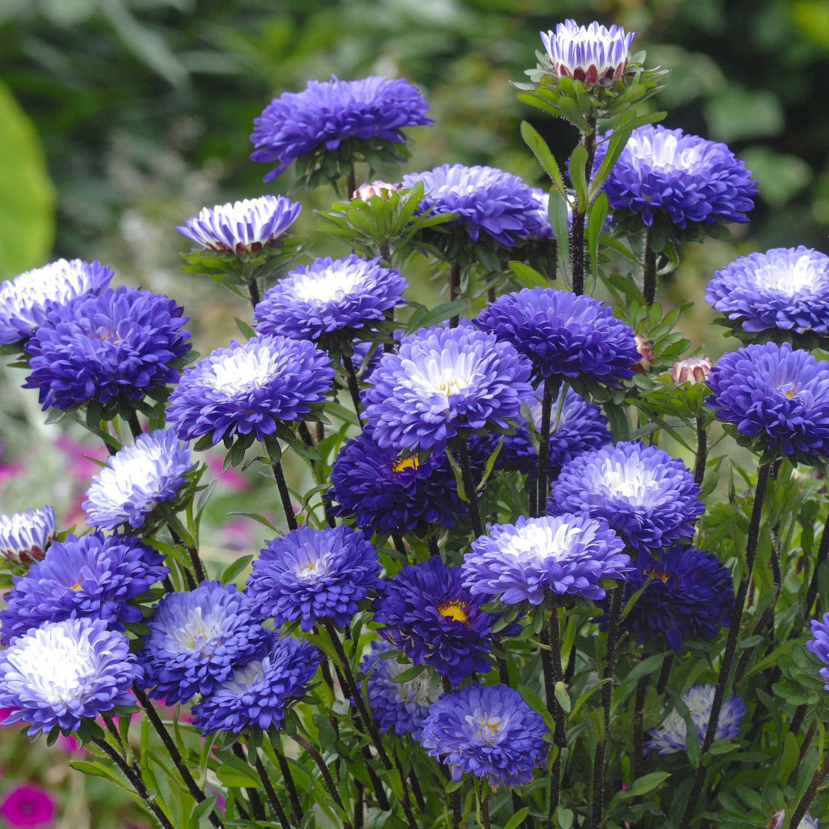 20s | Blue and White Aster Seeds (Pompon) - China Aster - Authentic - Open-Pollinated - Organic - Heirloom - Mix Seeds to Plant - #8039