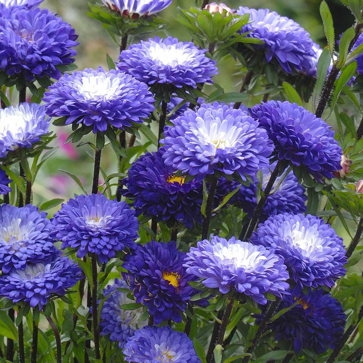 20s | Blue and White Aster Seeds (Pompon) - China Aster - Authentic - Open-Pollinated - Organic - Heirloom - Mix Seeds to Plant - #8039