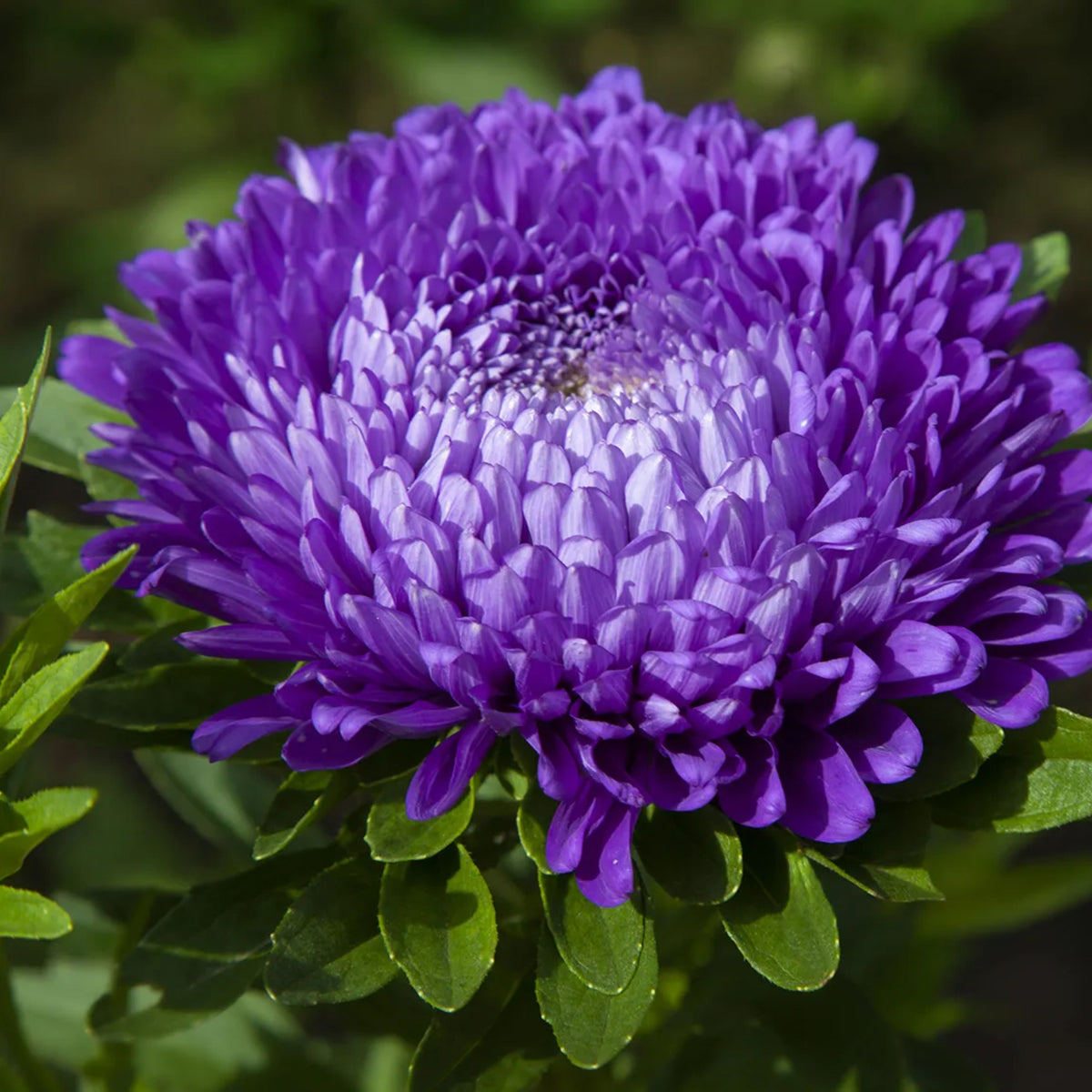 Blue and White Aster Seeds (Pompon) - China Aster, 20 seeds