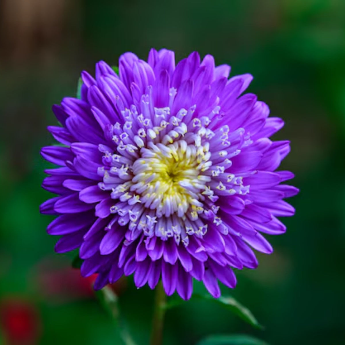 Blue and White Aster Seeds (Pompon) - China Aster, 20 seeds
