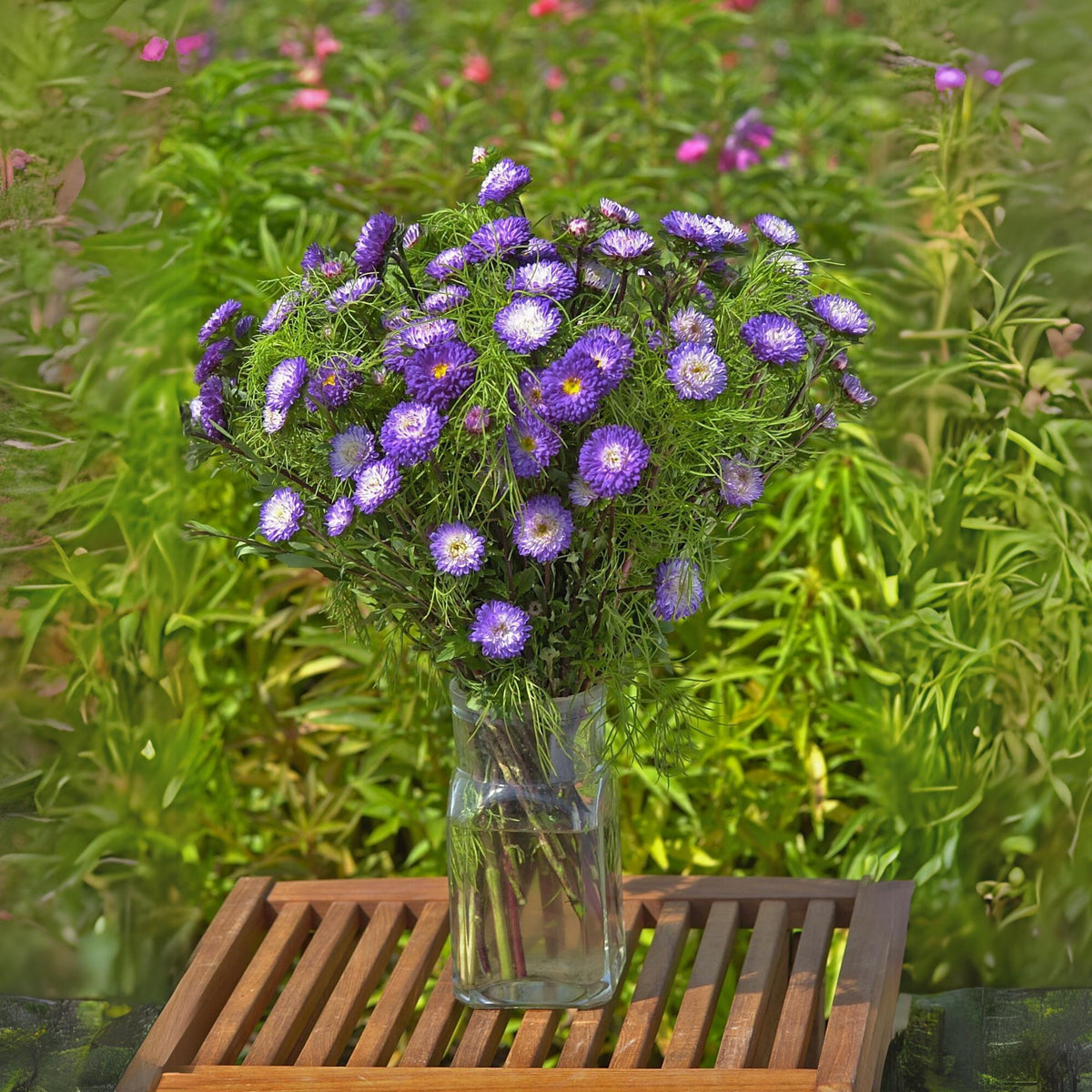 Blue and White Aster Seeds (Pompon) - China Aster, 20 seeds