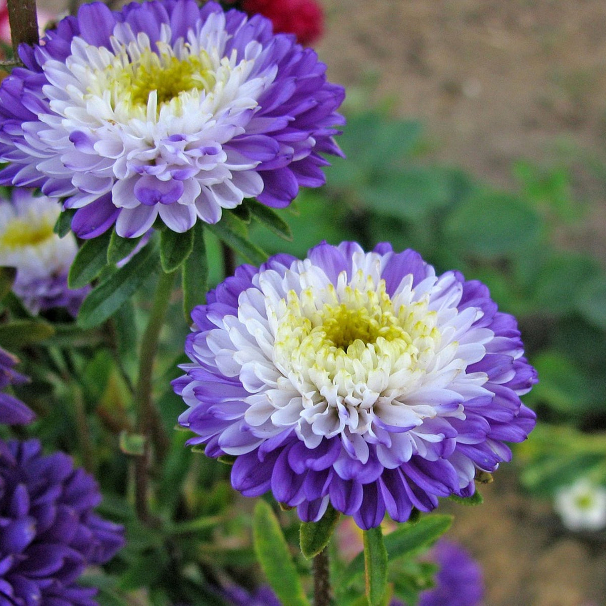 20s | Blue and White Aster Seeds (Pompon) - China Aster - Authentic - Open-Pollinated - Organic - Heirloom - Mix Seeds to Plant - #8039