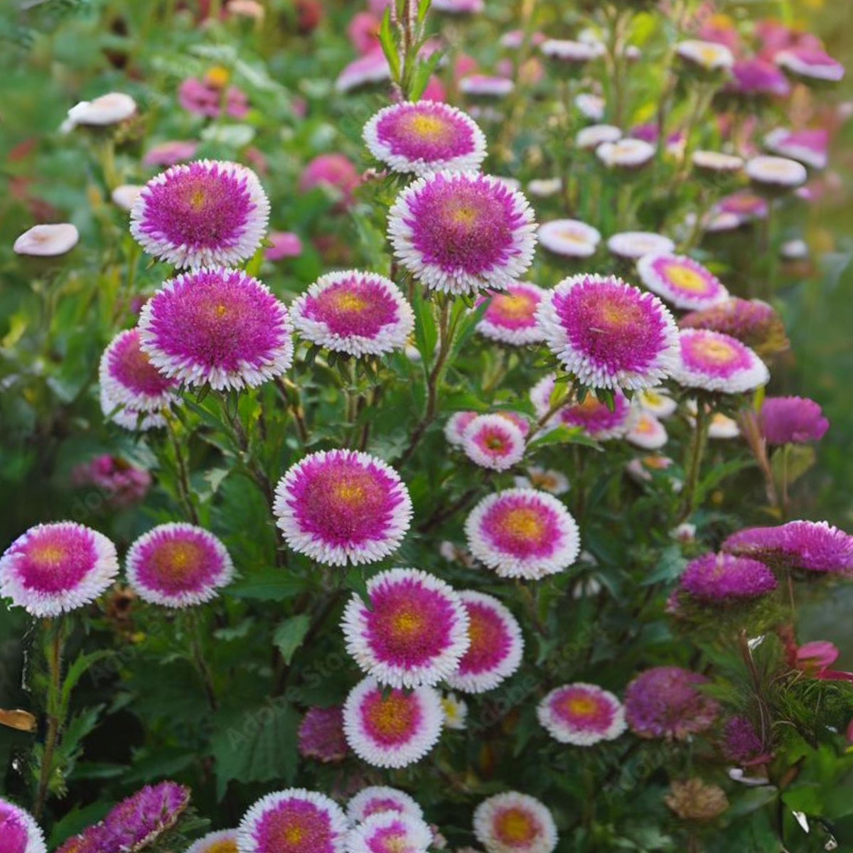 20s | Hi-No-Maru Mix Aster Seeds (Pompon)(8034) – Heirloom, Non-GMO, Colorful Autumn Blooms, Easy to Grow, Perfect for Fall Gardens, Pollinator-Friendly, Border Plants, Cut Flowers, and Cottage Gardens#8040