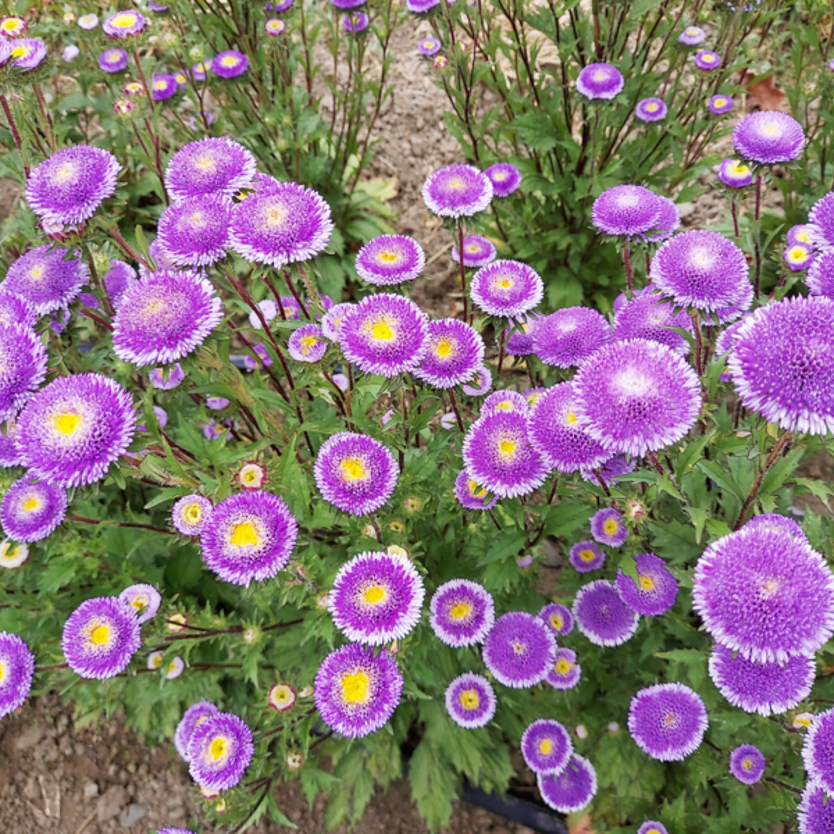 20s | Hi-No-Maru Mix Aster Seeds (Pompon)(8034) – Heirloom, Non-GMO, Colorful Autumn Blooms, Easy to Grow, Perfect for Fall Gardens, Pollinator-Friendly, Border Plants, Cut Flowers, and Cottage Gardens#8040