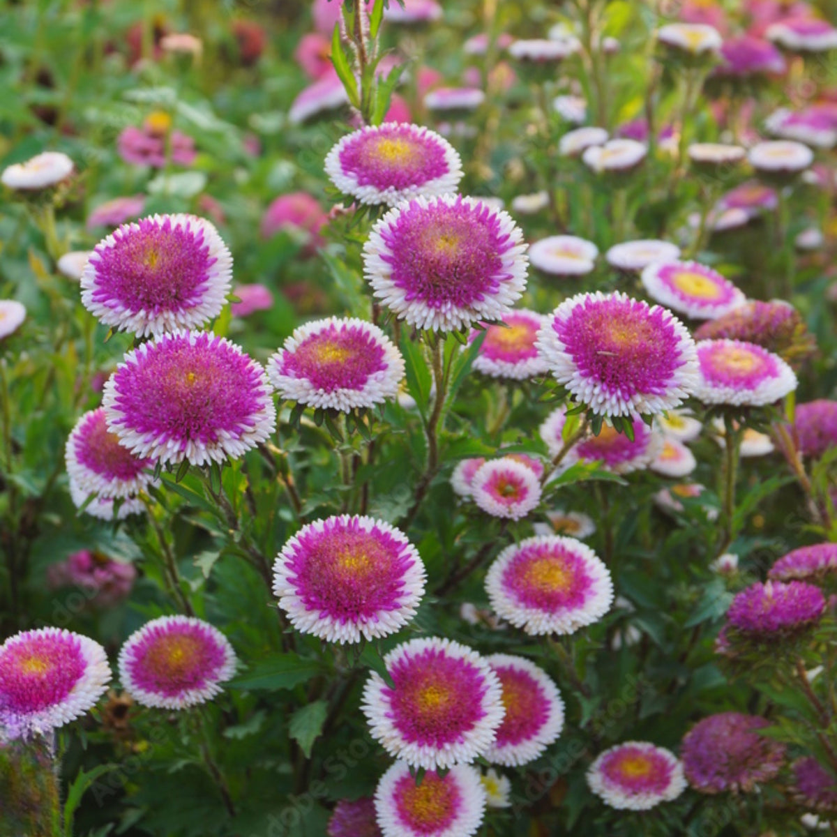 Hi-No-Maru Mix Aster Seeds (Pompon) - China Aster, 20 seeds