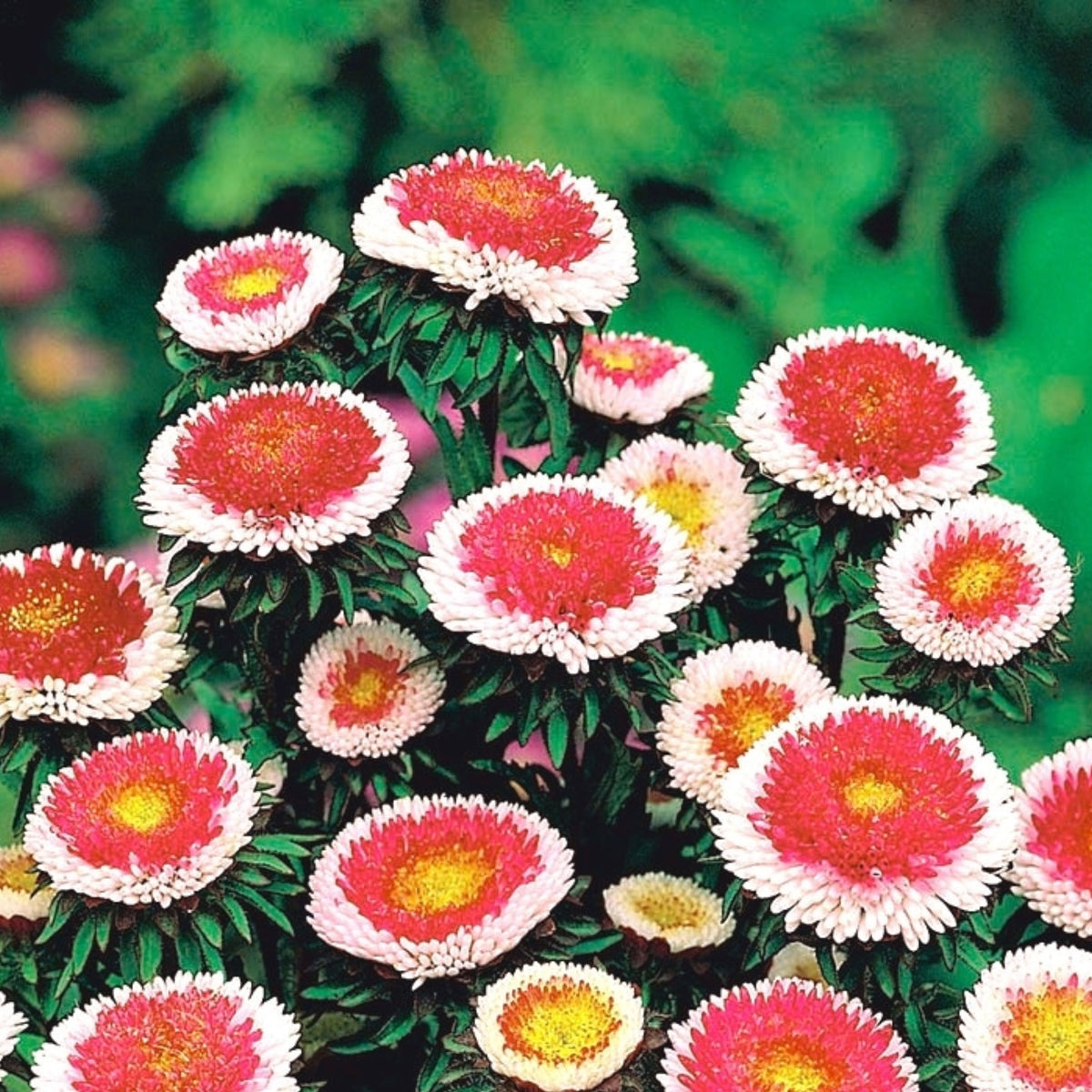 Hi-No-Maru Mix Aster Seeds (Pompon) - China Aster, 20 seeds